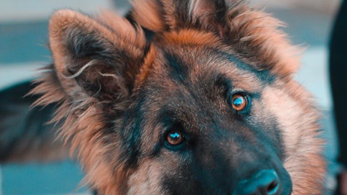 Berger allemand de sécurité, binôme maître-chien cynophile en patrouille