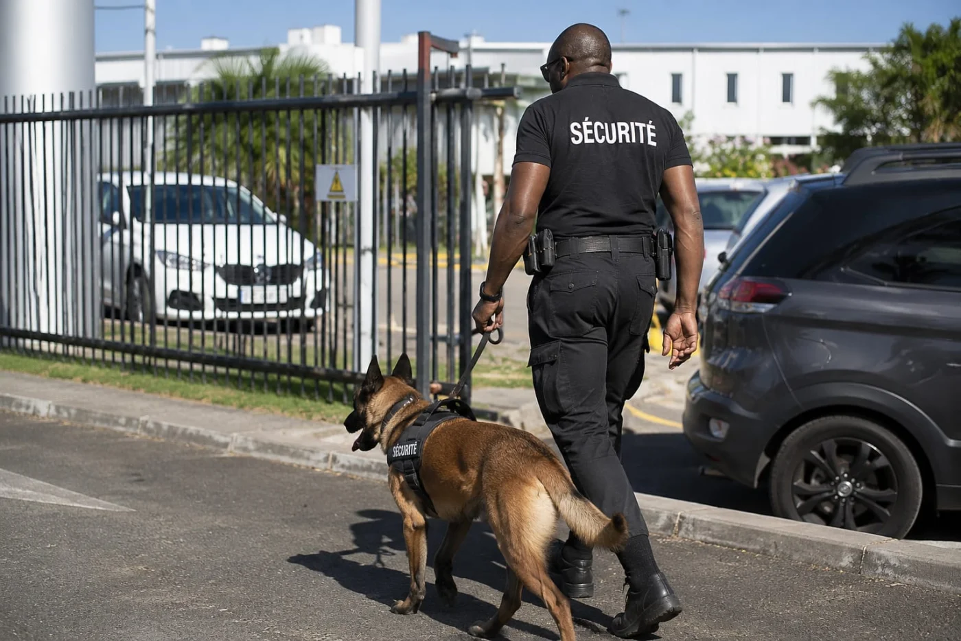 Agent cynophile DDI maître-chien berger allemand ronde sécurité Guadeloupe