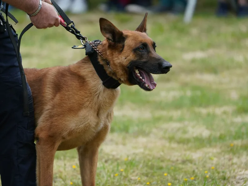 Maître-chien tenant son berger malinois en laisse lors d'une mission de sécurité K9 en extérieur