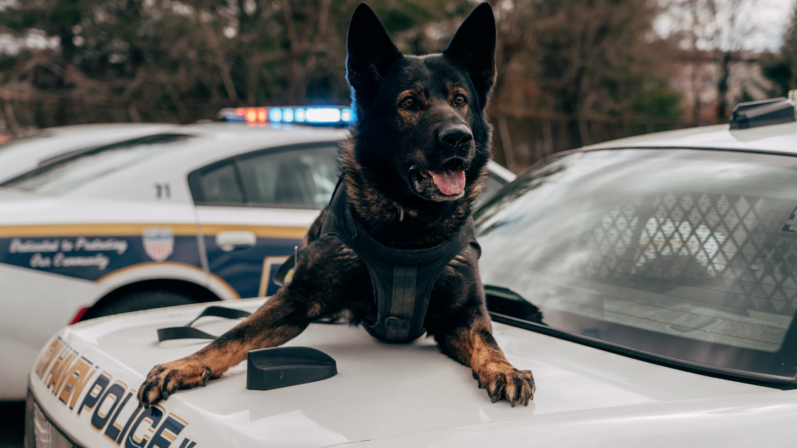 Maître-chien et berger malinois attentif, bien-être du chien de sécurité